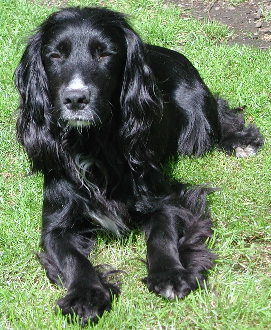 Cocker Spaniel Database Search Page